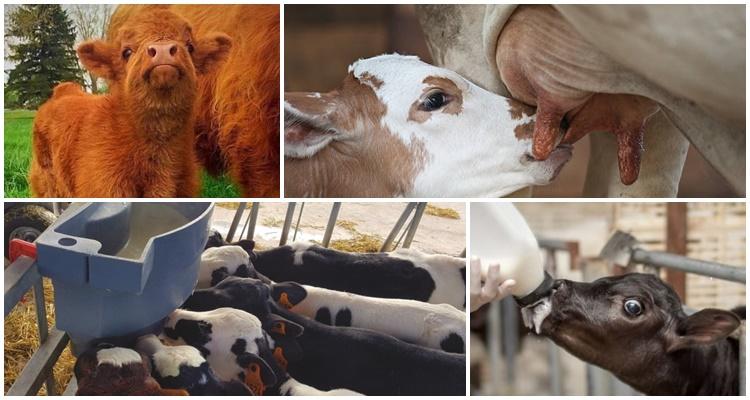 Das Kalb trinkt keine Milch