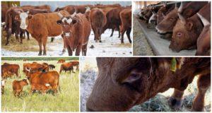 Description and characteristics of Kalmyk breed cows, rules for their maintenance