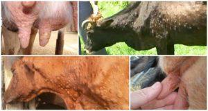 Cowpox symptoms and diagnosis, cattle treatment and prevention