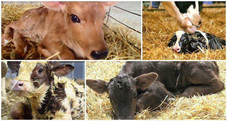 Das Kalb steht nicht auf