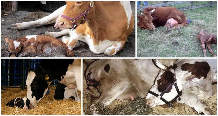 Die Kuh steht nach dem Kalben nicht auf