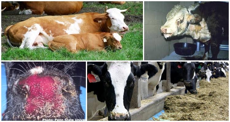 bösartiges katarrhalisches Fieber