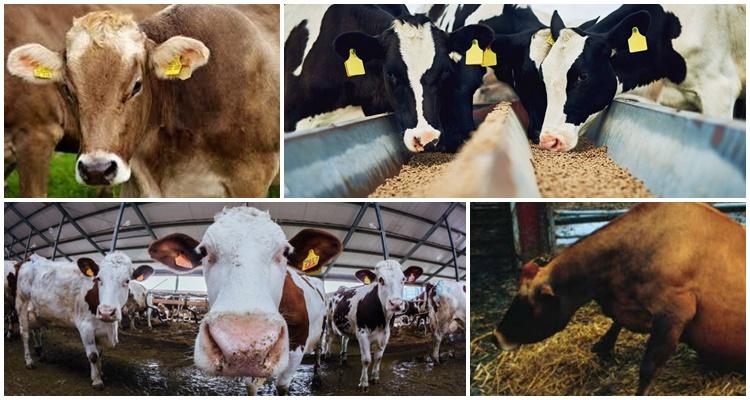 bösartiges katarrhalisches Fieber