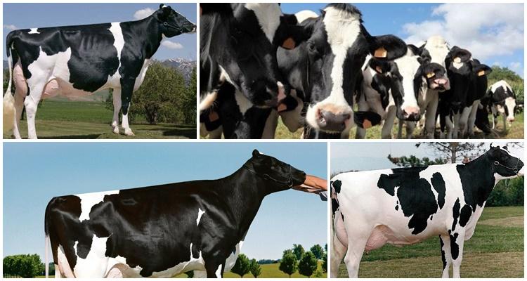 Race de vaches Holstein Friesian