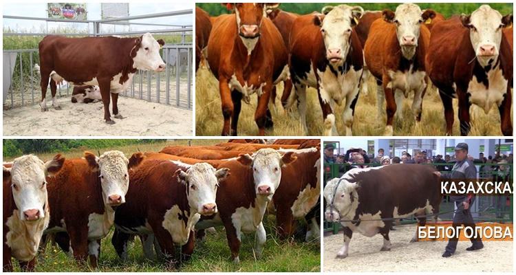 Kazakh à tête blanche