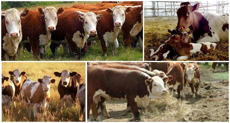 monbéliard Kuhrasse