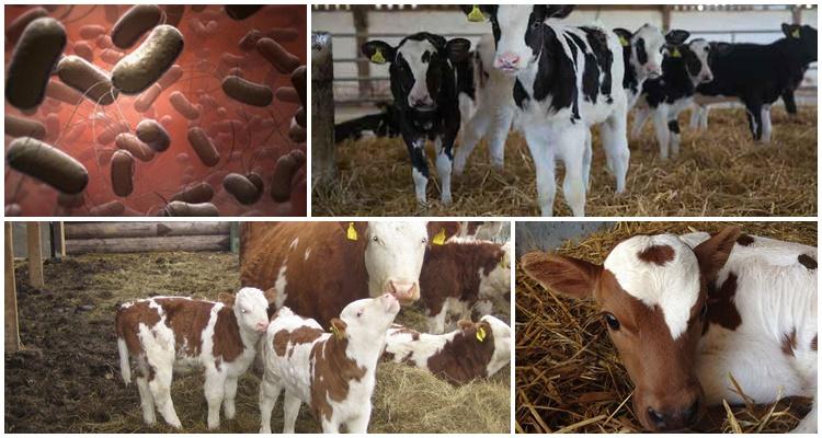 salmonellose des veaux