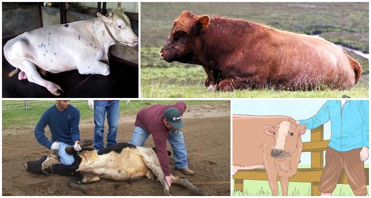 castration des taureaux