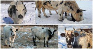 Description et caractéristiques de la race de vaches Yakut, les règles de leur entretien