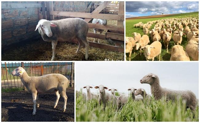 • eine Tendenz zu einer Krankheit wie Mastitis.