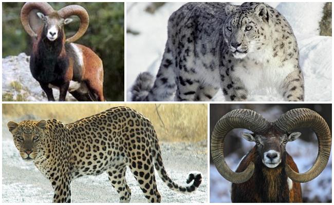 Leoparden; Schneeleoparden;