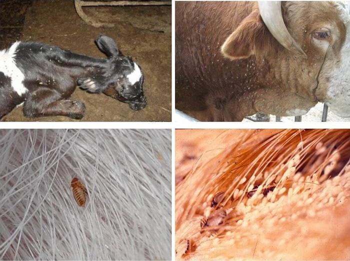 lice in cattle