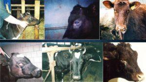 Ursachen, Symptome und Behandlung von bösartigem katarrhalischem Fieber