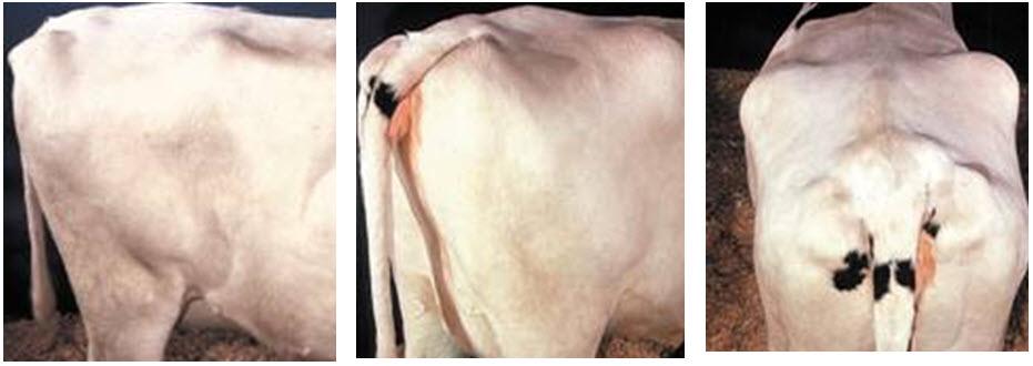 hungrige Fossa bei einer Kuh