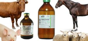 Mode d'emploi d'Ivermek pour les animaux et posologie pour les bovins, analogues