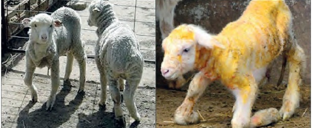 Rachitis bei Kindern