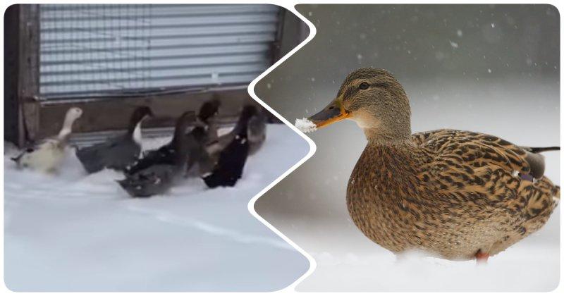 canards hivernants