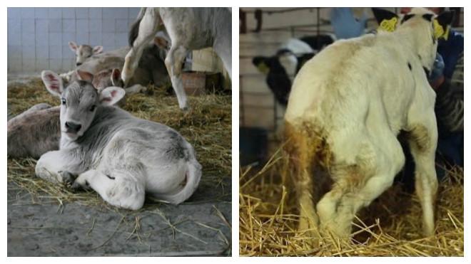 constipation in a calf