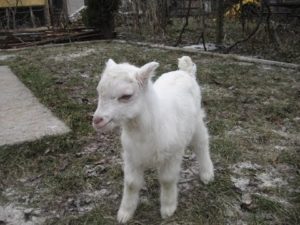 Warum die Kinder Bretter nagen und den Boden essen, was zu tun ist und das Problem verhindert