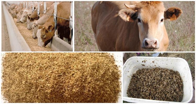 brewer's grains as feed for cattle