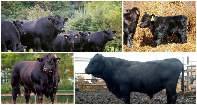 Aberdeen Angus Rasse