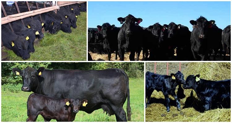 Aberdeen Angus Rasse