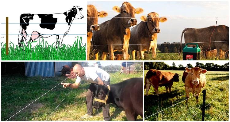 Kuh elektrischer Hirte