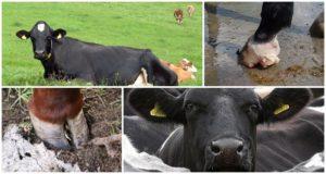 Merkmale der Struktur der Kuhhufe, aus welchen Teilen sie bestehen und wie viele Zehen