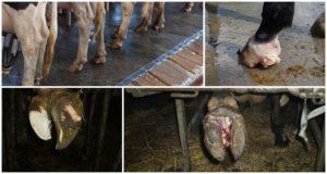 Namen und Ursachen von Hufkrankheiten bei Kühen, Symptome und Behandlungen