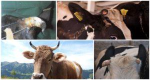 Hat eine Kuh Hörner und warum braucht sie Hörner, Struktur und wie man sie entfernt und benutzt