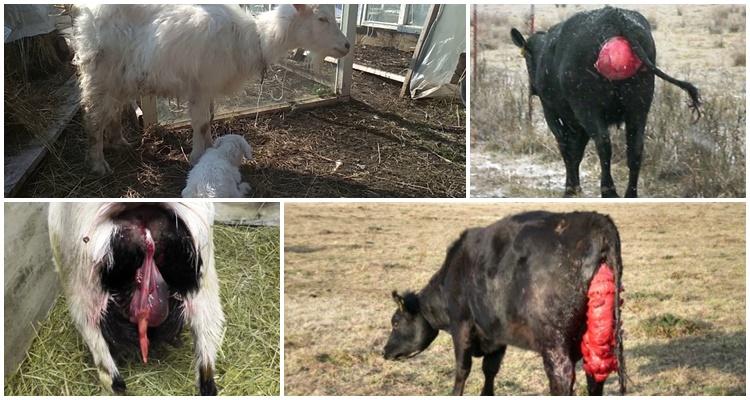 prolapsus de l'utérus chez une chèvre