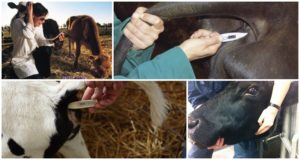 Indikatoren für Temperatur, Puls und Atemfrequenz von Rindern sind normal, TPD-Grafik