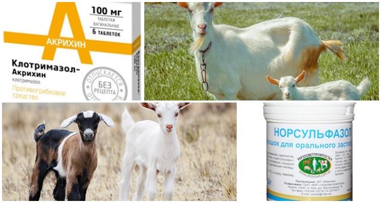 Norsulfazol für Ziegen