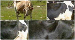 Where is the cow's hunger pit and its assessment scale, maklok massage