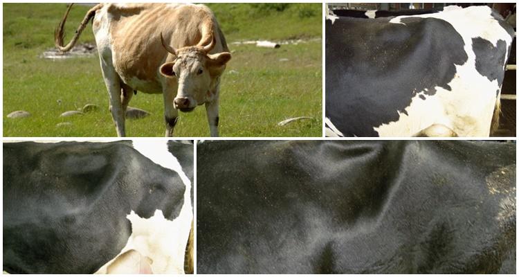 hungrige Fossa bei einer Kuh