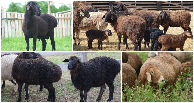 edilbaevskaya breed of sheep