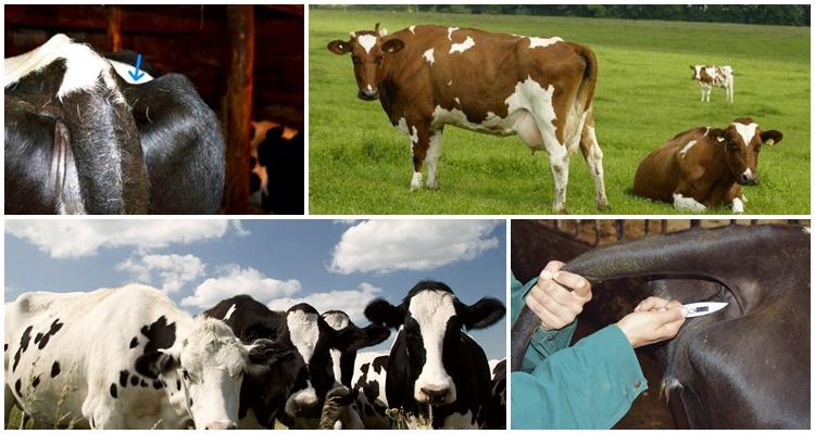 hungrige Fossa bei einer Kuh