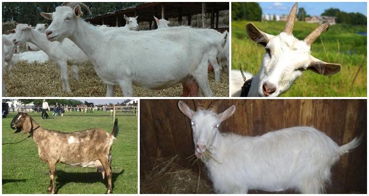 megrelianische Ziege