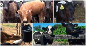 Warum nagen Kälber Bretter und was ihnen fehlt, Prävention