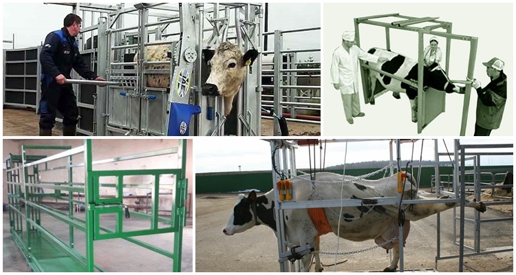 Split pour le bétail