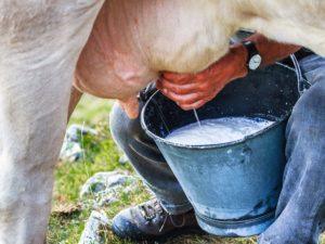 Pourquoi le lait de vache est amer et que faire, comment restaurer un goût normal