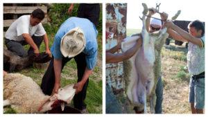 Comment abattre un programme de découpe de béliers et de carcasses, catégories de viande