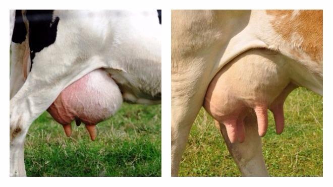 cow udder