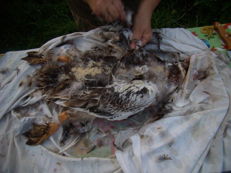 duck plucking