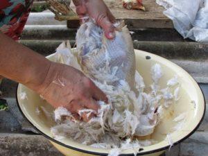 Wie man eine Ente zu Hause richtig zupft, 7 schnelle und einfache Möglichkeiten