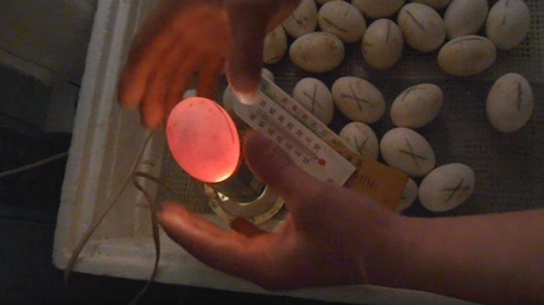 Ovoskopie von Enteneiern bei Tag