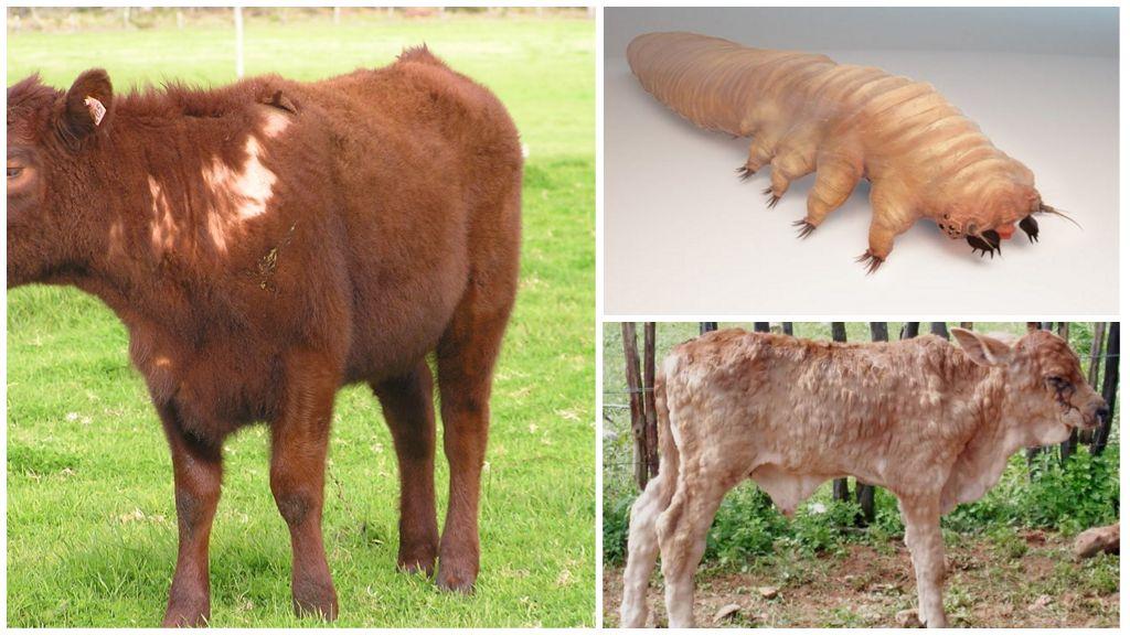 bovine demodicosis