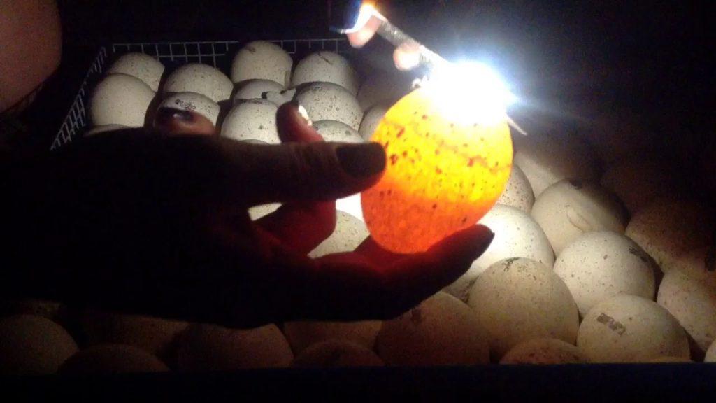 Ovoskopie von Enteneiern bei Tag