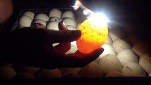 Ovoskopie von Enteneiern zu Hause und Embryonalentwicklung bei Tag