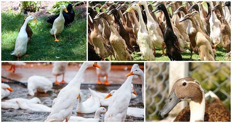 beaucoup de canetons